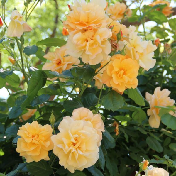 Rosa 'Autumn Sunset' in 2 Gallon Pot