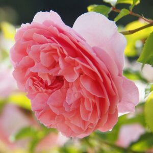Rosa 'Radio Times' in 2 Gallon Pot