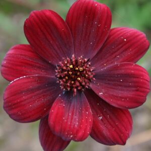 Chocolate Cosmos in 1 Gallon Pot