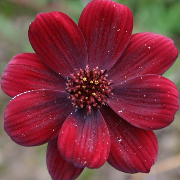 Chocolate Cosmos in 1 Gallon Pot