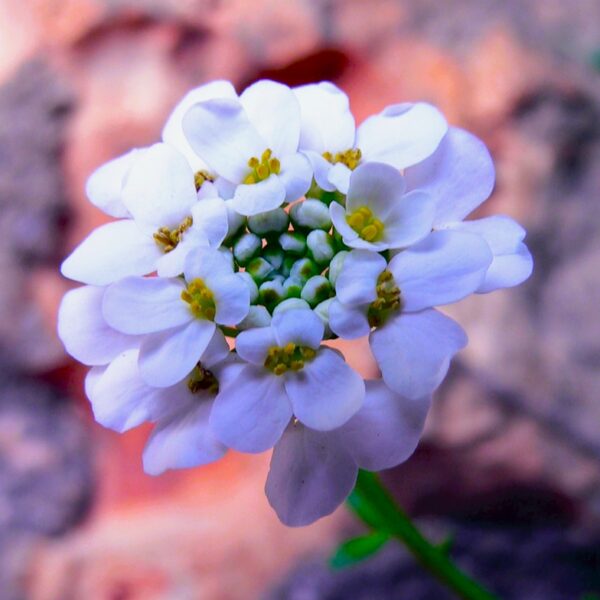 Lavender Candytuft (Iberis) in 1 Gallon Pot