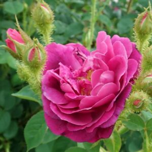 Rosa 'Henri Martin' in 2 Gallon Pot
