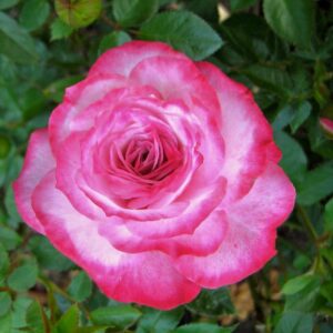 Rosa 'Kristen' in 2 Gallon Pot