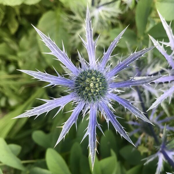 Eryngium Blue Star in 2 Gallon Pot