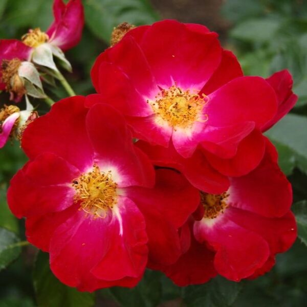 Rosa 'Skyrocket' in 2 Gallon Pot