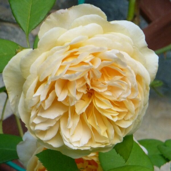 Rosa 'Teasing Georgia' in 2 Gallon Pot