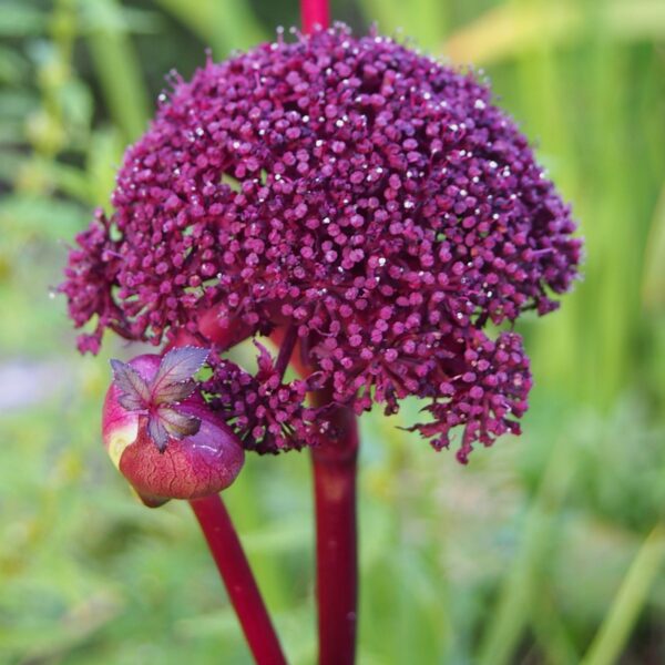 Purple Angelica in 2 Gallon Pot