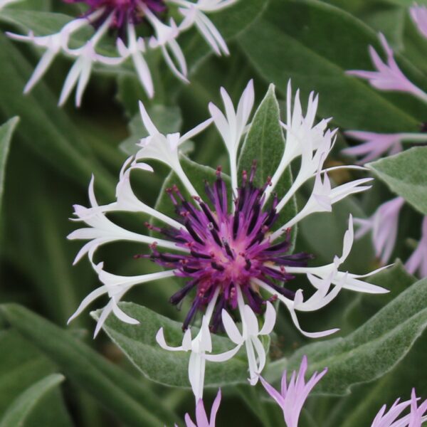 Amethyst in Snow Centaurea in 2 Gallon Pot