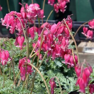 King of Hearts Dicentra in 1 Gallon Pot