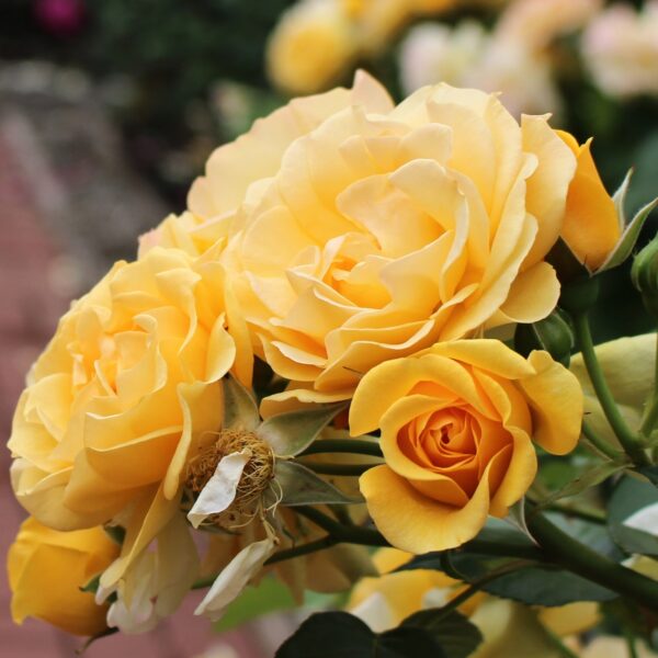 Rosa 'South Africa' in 2 Gallon Pot