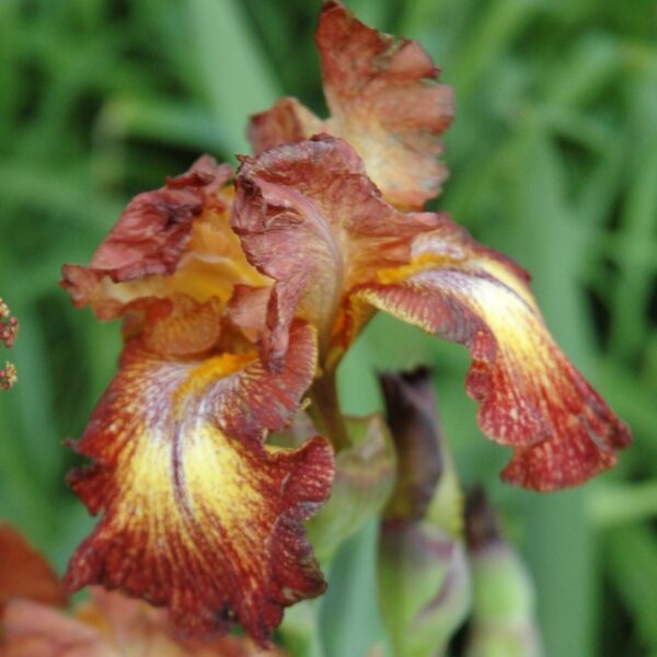 Iris Paprikash in 2 Gallon Pot