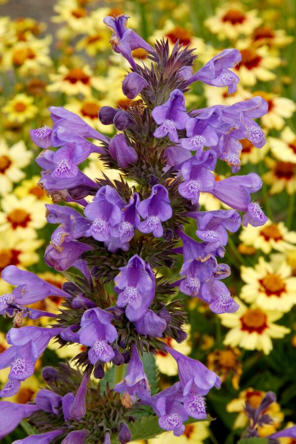 Blue Dragon Catmint in 2 Gallon Pot