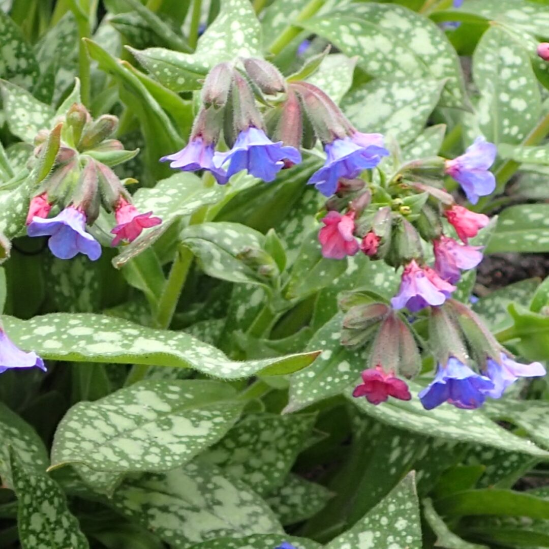 Pulmonaria Trevi Fountain in 2 Gallon Pot - Fraser Valley Rose Farm