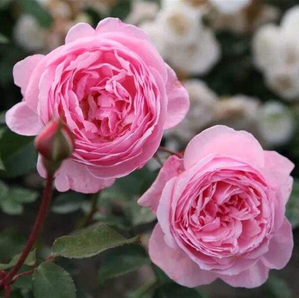 Rosa 'Kiss Me Kate' in 2 Gallon Pot