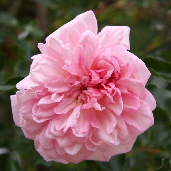Rosa 'Francois Juranville' in 2 Gallon Pot