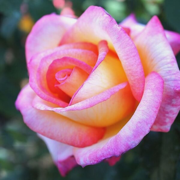 Rosa 'Sheila's Perfume' in 3 Gallon Pot
