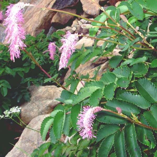 Japanese Bottlebrush Fountain in 2 Gallon Pot