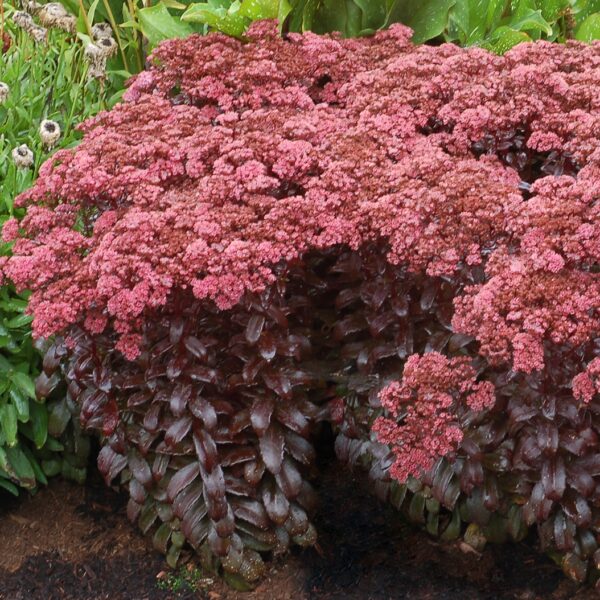 Dark Magic Sedum in 1 Gallon Pot