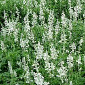 White Lavender in 1 Gallon Pot