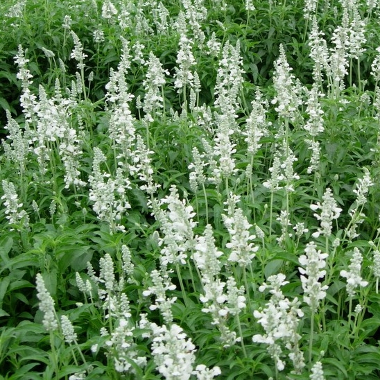 White Lavender in 1 Gallon Pot - Fraser Valley Rose Farm