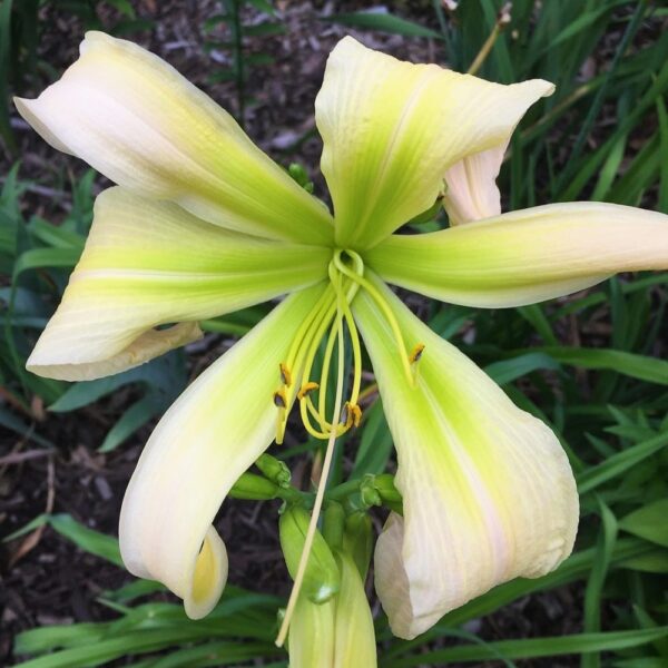Desert Icicle Daylily in 2 Gallon Pot