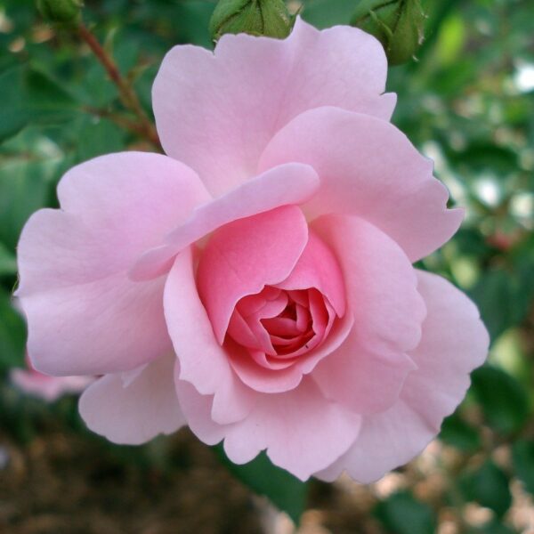 Rosa 'Flawless' in 2 gallon pot