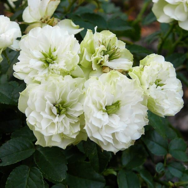 Rosa 'Green Ice' in 2 Gallon Pot