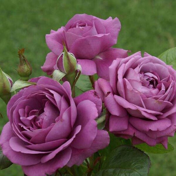 Rosa 'Plum Perfect' in 3 Gallon Pot