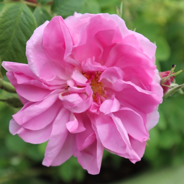 Rosa 'Ispahan' in 2 Gallon Pot