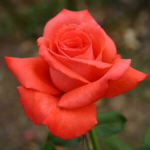 Rosa 'Liverpool Remembers' in 2 Gallon Pot