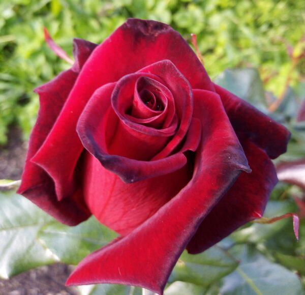 Rosa 'Papa Meilland' in 3 Gallon Pot
