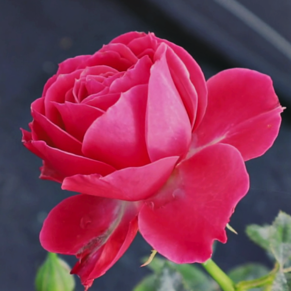 Rosa 'Rock Star' in a 2 Gallon Pot