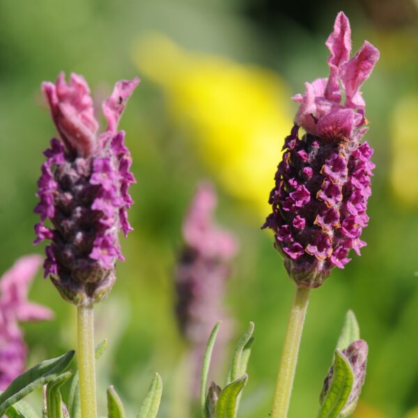 Kew Red Lavender in 2 Gallon Pot