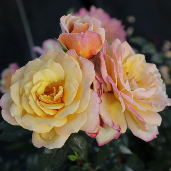 Rosa 'Iced Tea' in 2 Gallon Pot