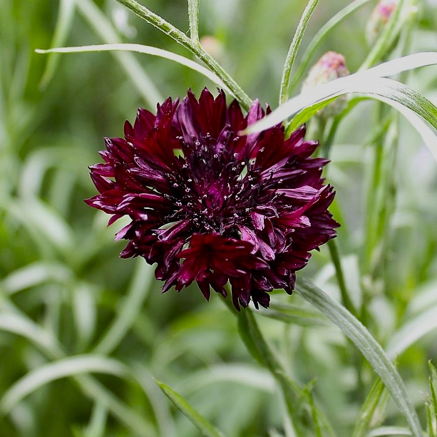 Black Cornflower in 9cm Pot – Fraser Valley Rose Farm