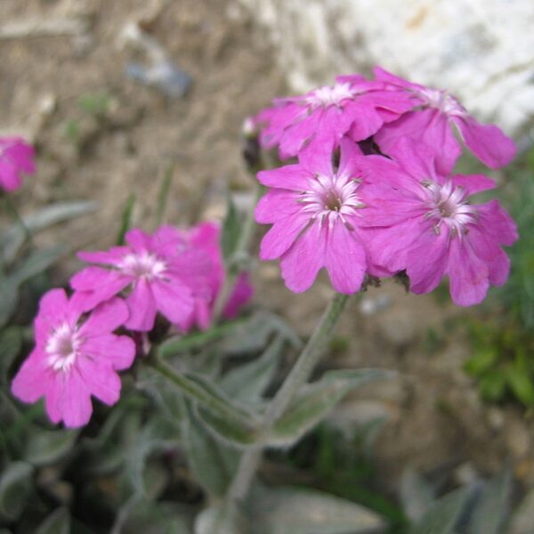 Carnation of Jove in 1 gallon pot