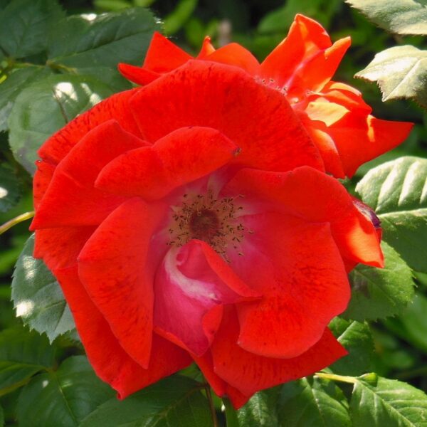Rosa 'Fred Loads' in 2 Gallon Pot