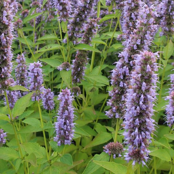 Agastache Blue Fortune in 1 gallon pot