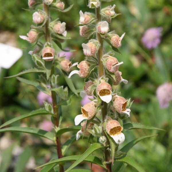 Grecian Foxglove 'Café Crème' in 1 gallon pot