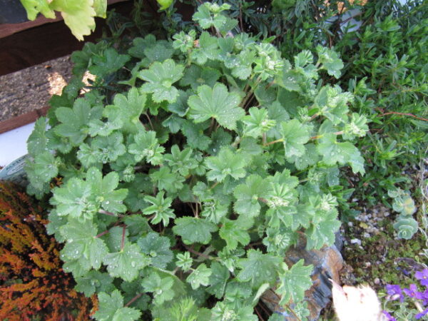 Dwarf Lady's Mantle in 1 gallon pot