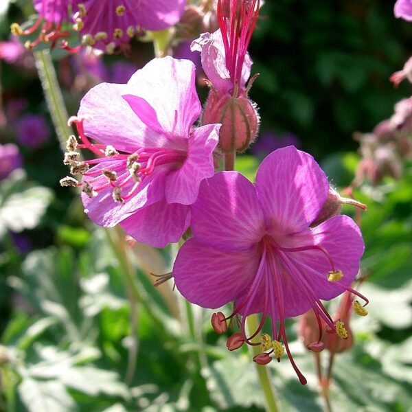 Big Root Geranium in 1 Gallon Pot