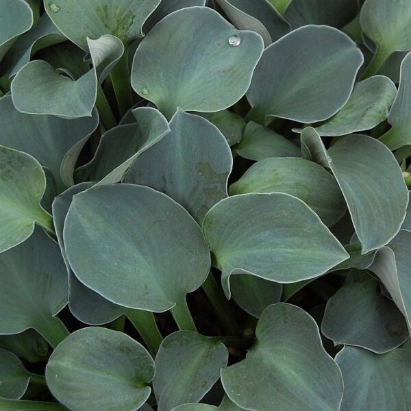 Hosta Blue Mouse Ears in 1 gallon pot