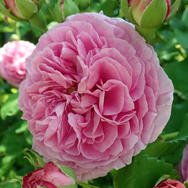 Rosa 'Louise Odier' in 2 Gallon Pot