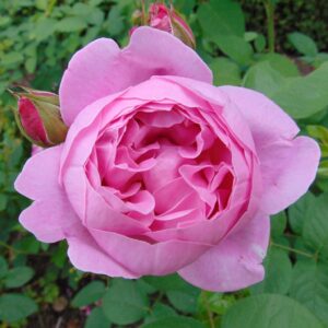 Rosa 'Mary Rose' in 2 Gallon Pot