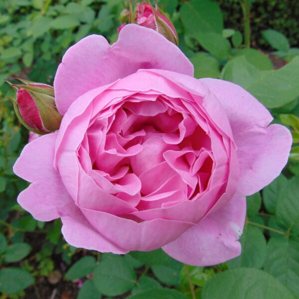 Rosa 'Mary Rose' in 2 Gallon Pot