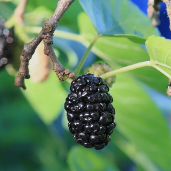 Black Mulberry in 2 Gallon Pot