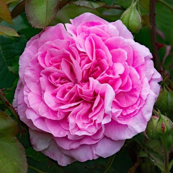 Rosa 'Gertrude Jekyll' in 2 Gallon Pot