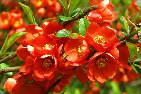 Dwarf Orange Quince in 2 Gallon Pot