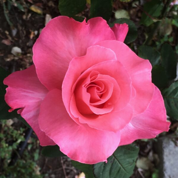 Rosa 'Marijke Koopman' in 2 Gallon Pot
