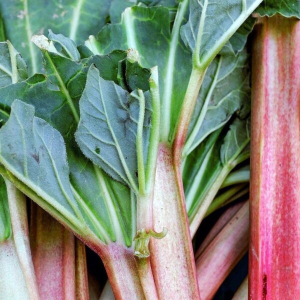 Glaskin's Perpetual Rhubarb in 1 gallon pot